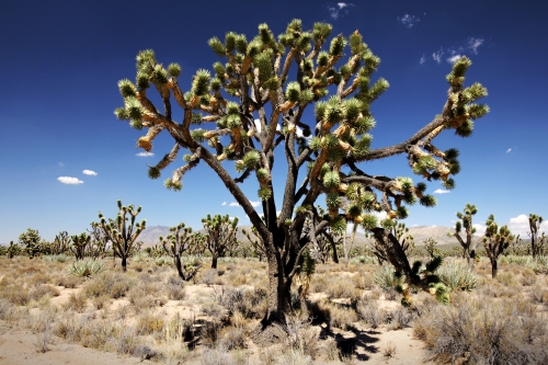 Yoshua Tree