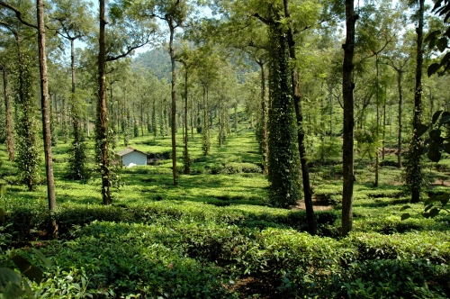 Teeplantage