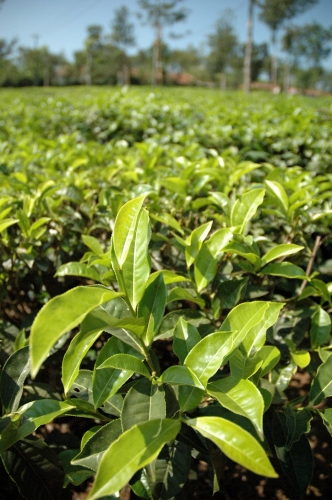 Teepflanze
