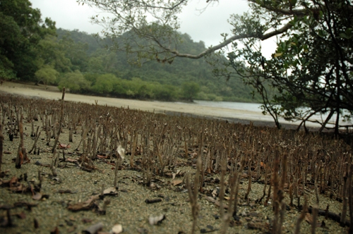 St&auml;ngel im Sand