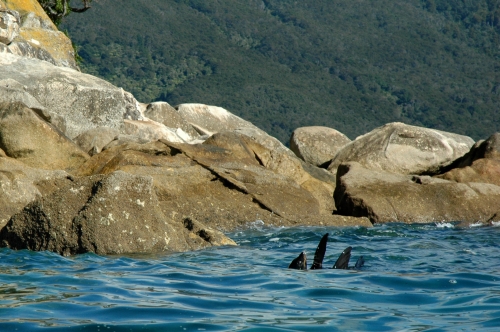 R&uuml;ckenschwimmen