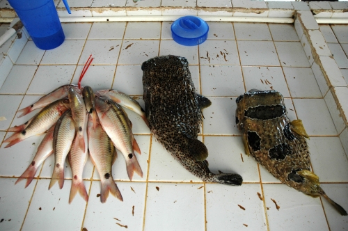 Kugelfisch