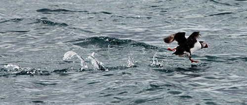 Puffins - Papageitaucher